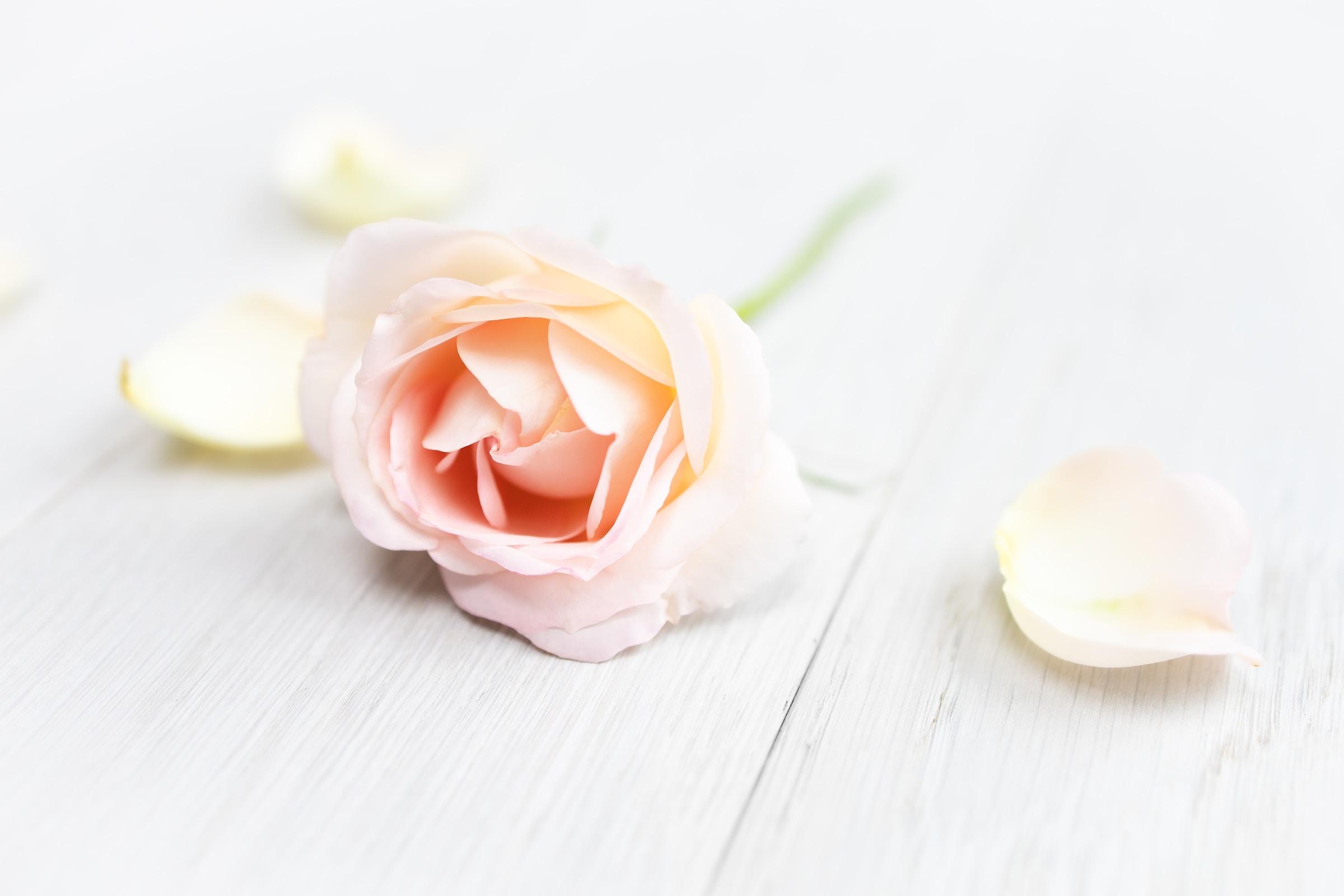 Rose petal